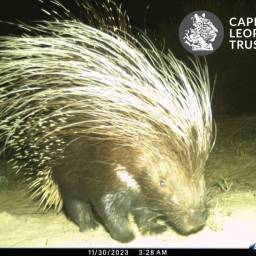 Porcupine